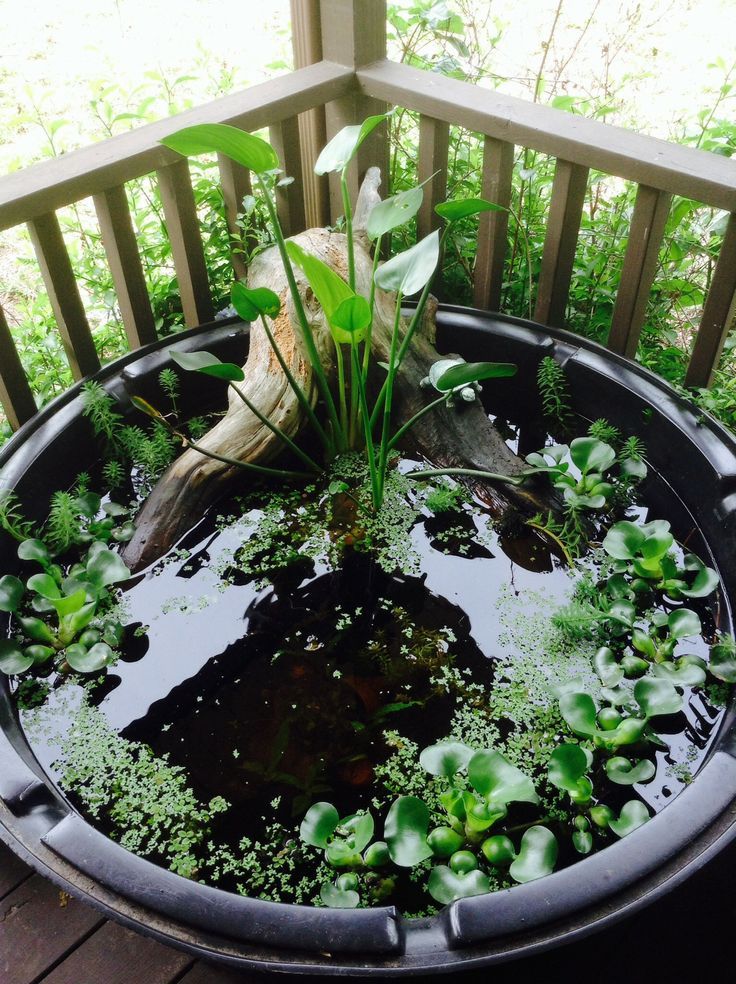 an outdoor pond filled with water lilies and greenery next to a wooden deck