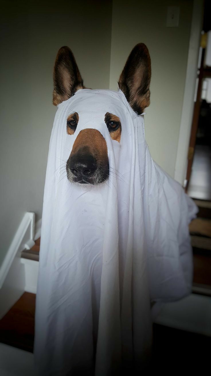 a dog in a ghost costume standing on the stairs with it's head sticking out