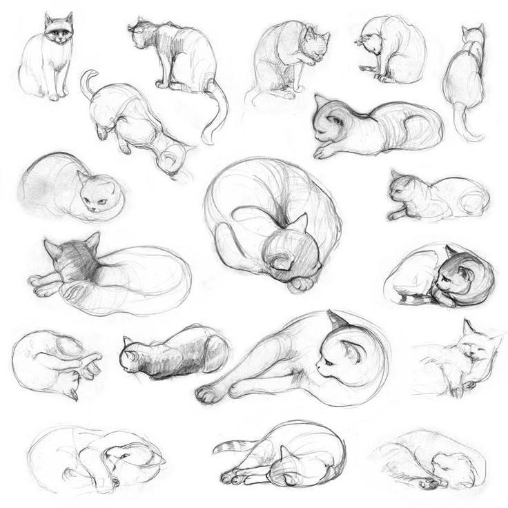 a bunch of cats that are laying down