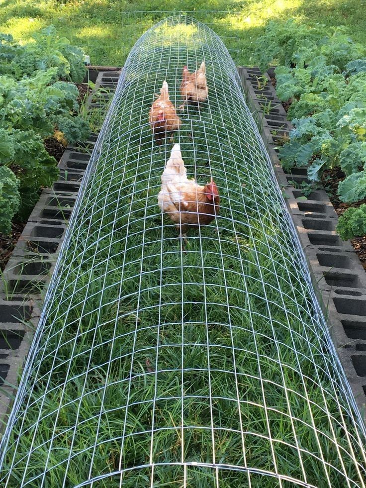 two chickens are in the middle of a garden with wire fencing around them and grass growing on both sides