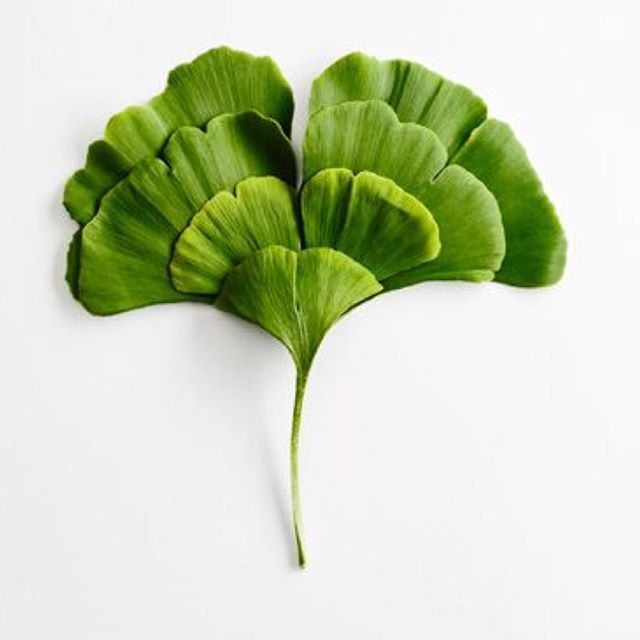 three green leaves on top of each other in the shape of a leaf, against a white background