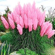 pink flowers are in the middle of a garden