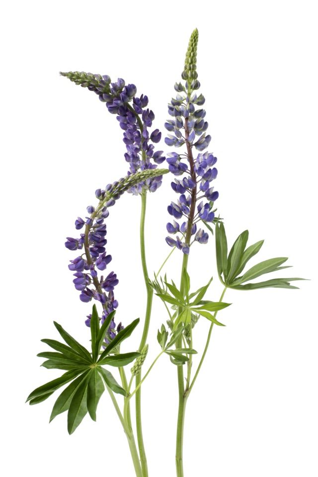 some purple flowers are in a vase on a white background