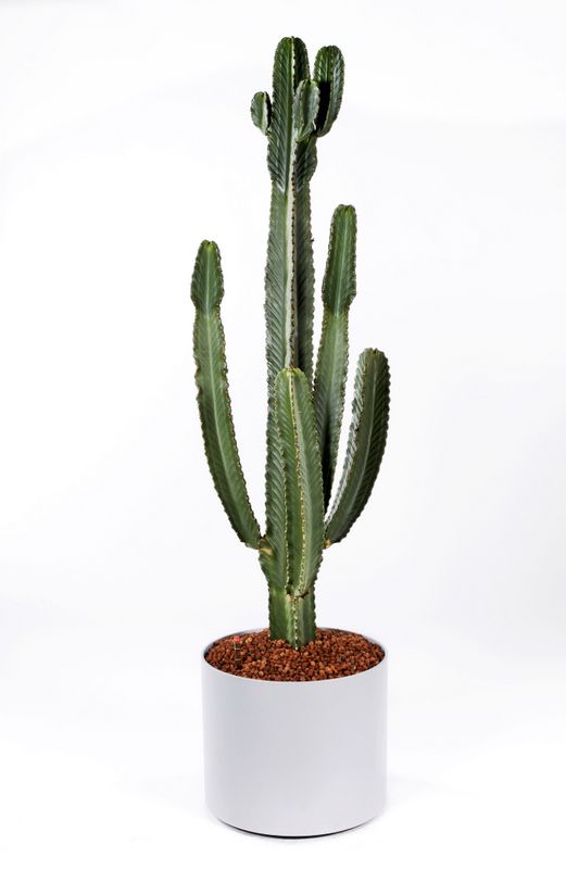 a cactus in a white pot on a white background