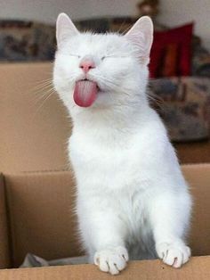 a white cat sitting on top of a cardboard box with its tongue hanging out and it's mouth open