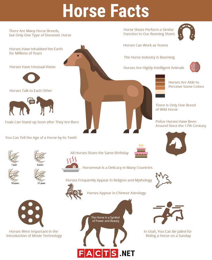 an info sheet with horses and other symbols