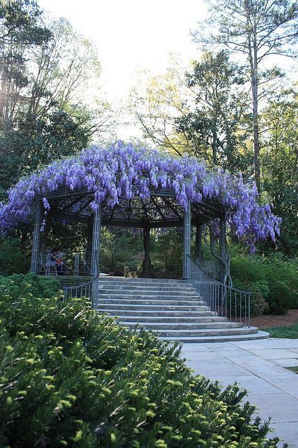 a gazebo covered in purple flowers next to some bushes and trees with stairs leading up to it