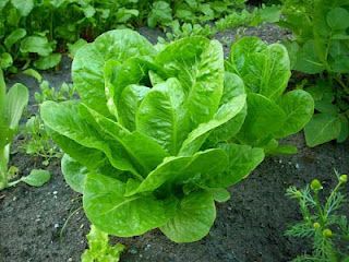 a green leafy plant growing in the dirt