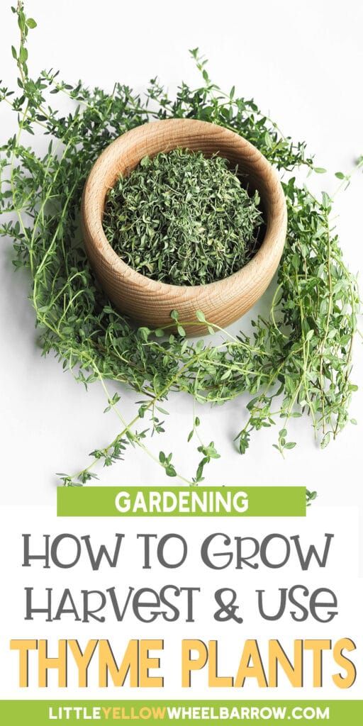 a wooden bowl filled with green herbs on top of a white surface next to the words gardening how to grow harvest and use thyme plants