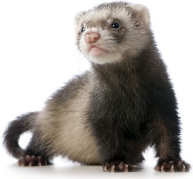 an animal that is standing up and looking at the camera on a white background with no one around it