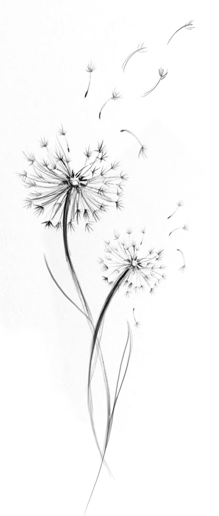 a black and white drawing of a dandelion