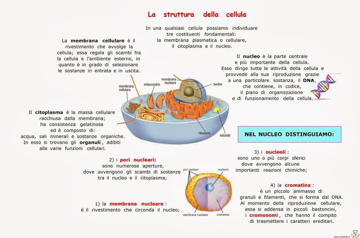 the diagram shows what is inside an animal's stomach and how it functions in its body