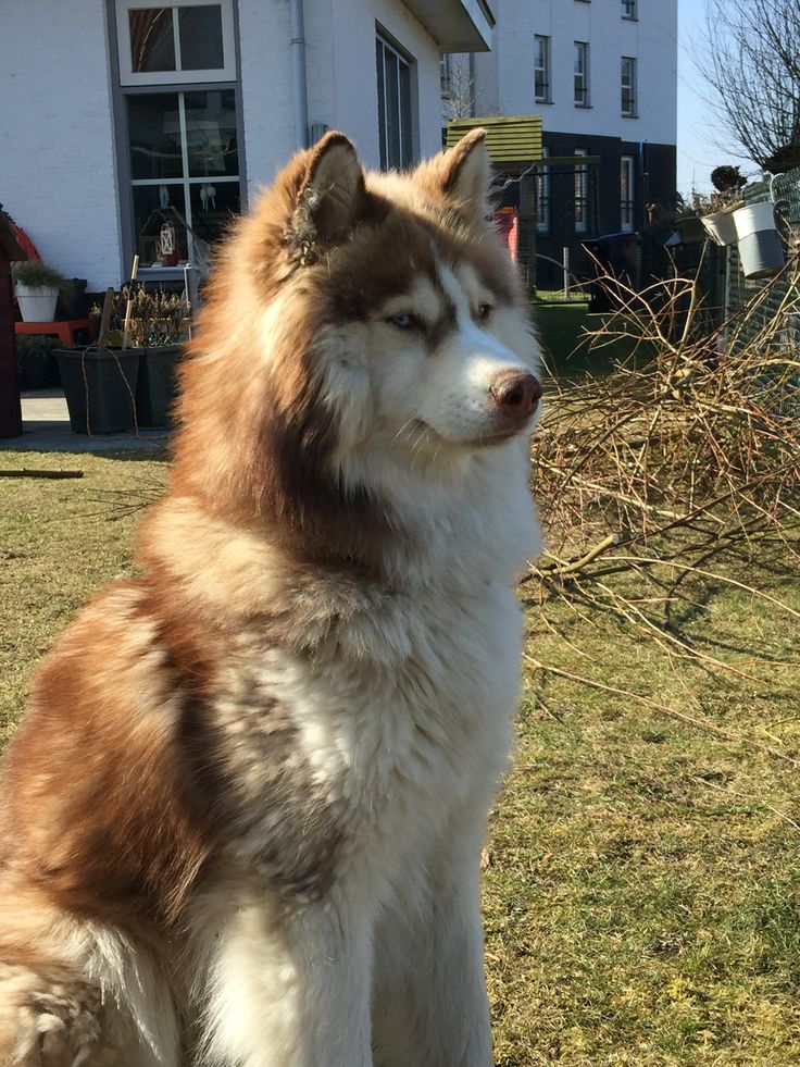 a large brown and white dog sitting on top of a grass covered field next to a building