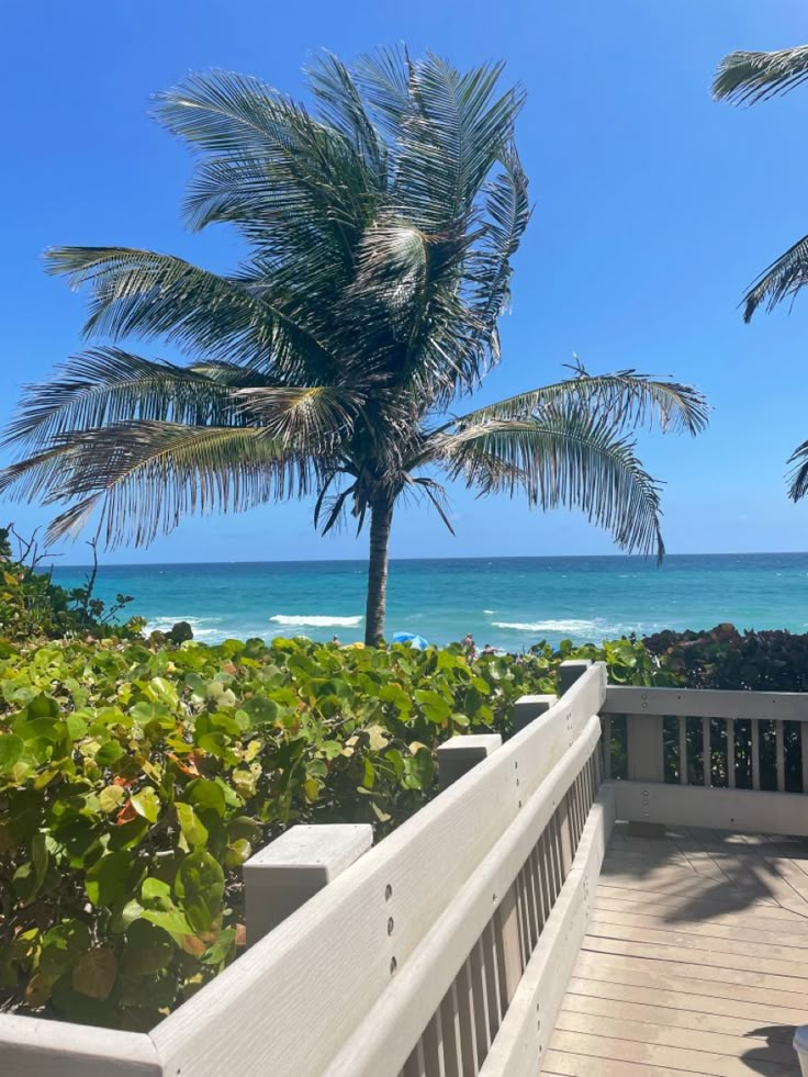 there is a palm tree on the balcony next to the beach and ocean in the background