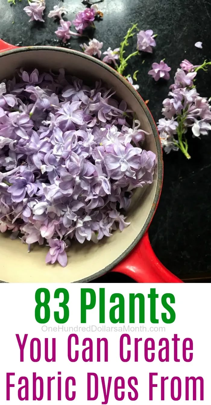 purple flowers in a pot with text overlay that says, 8 plants you can create fabric dyes from