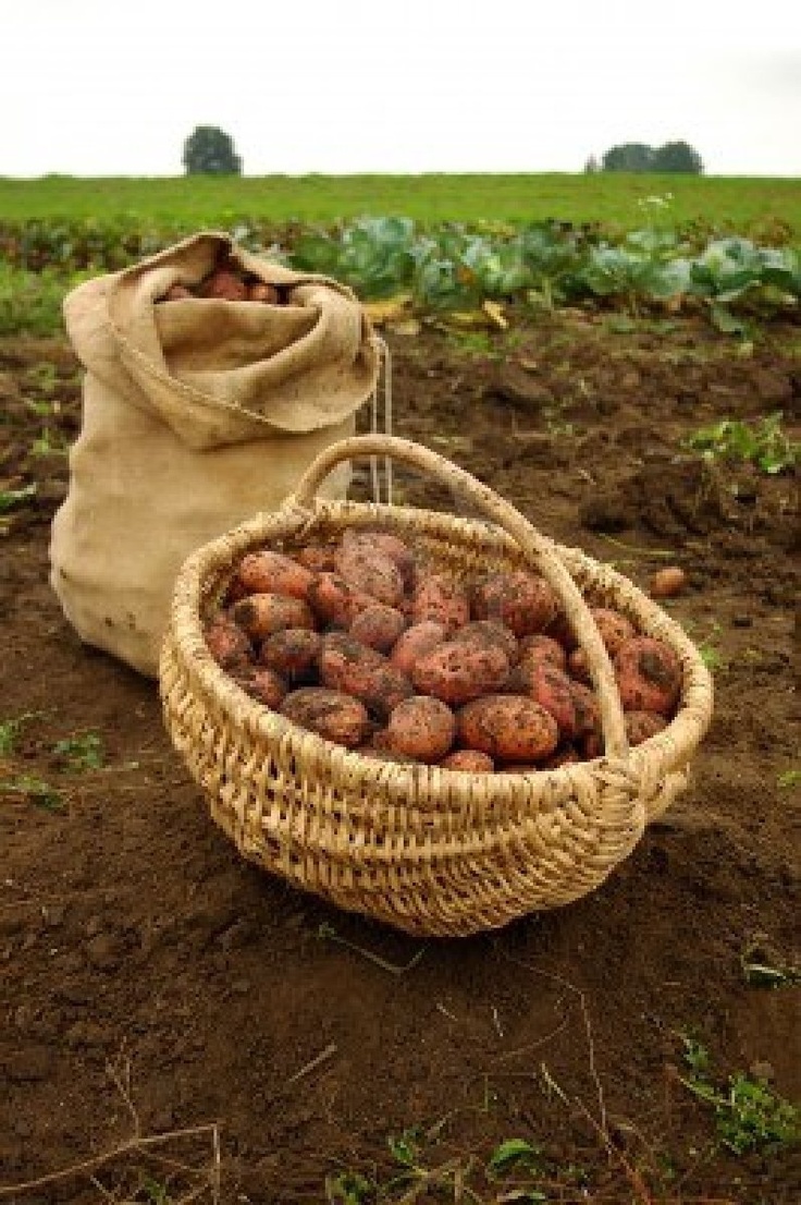 a basket full of potatoes sitting in the middle of a field next to a bag