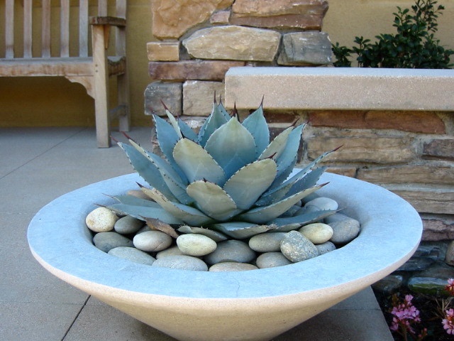 a plant in a bowl filled with rocks