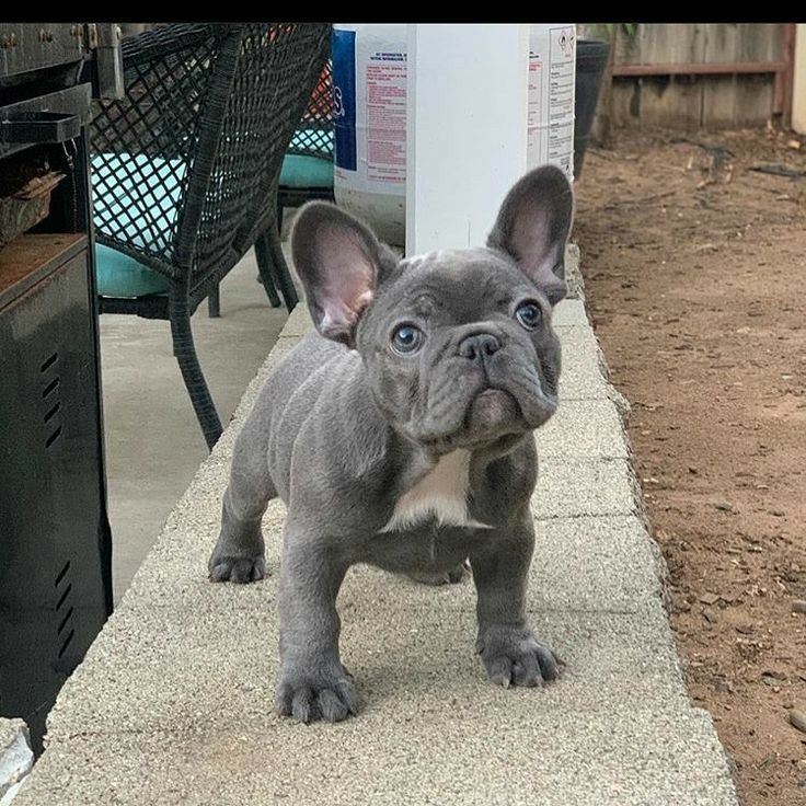 a small gray dog standing on top of a sidewalk