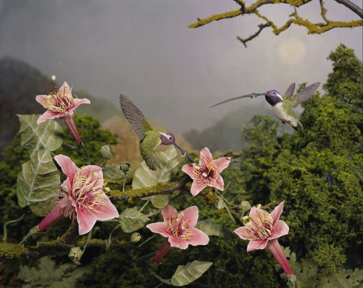 two hummingbirds are flying over pink flowers