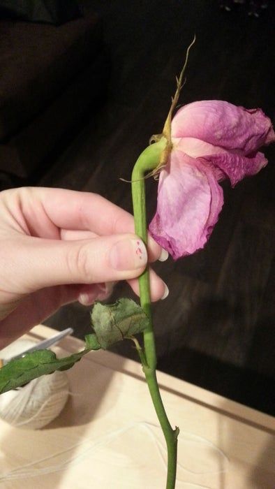 a person holding a flower in their hand