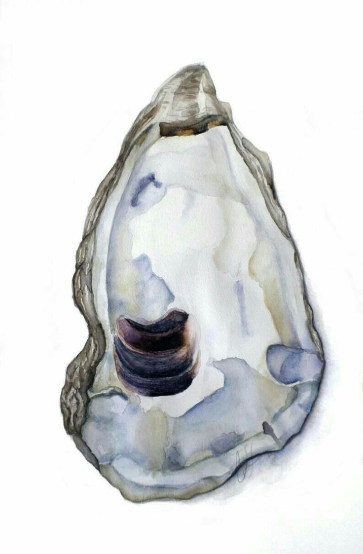 a painting of an oyster shell on a white background with watercolors and ink