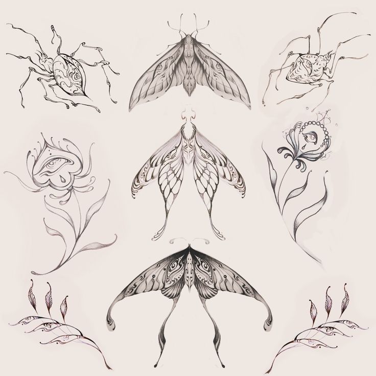 a drawing of different types of insects