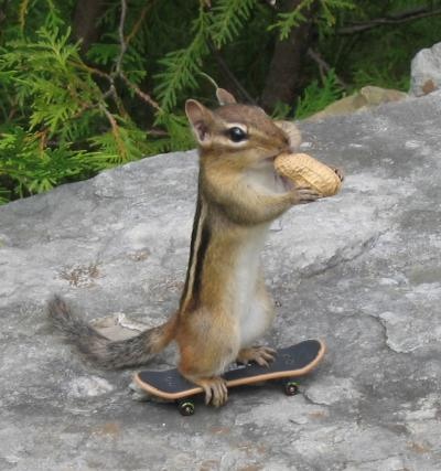 a squirrel eating an ice cream cone on top of a skateboard in front of some trees