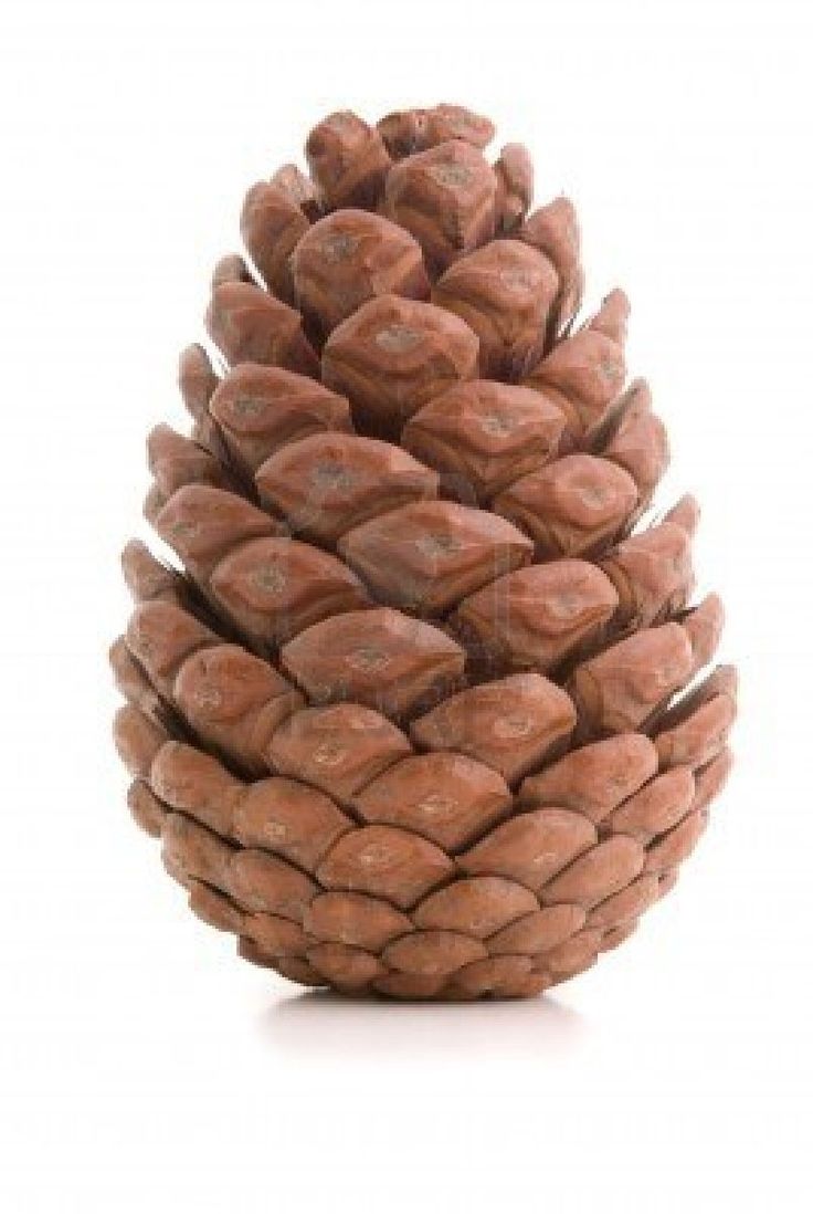 a close up of a pine cone on a white background