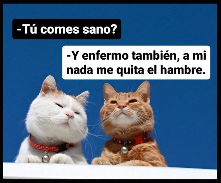 two cats sitting next to each other with the caption'tu comes sano? '