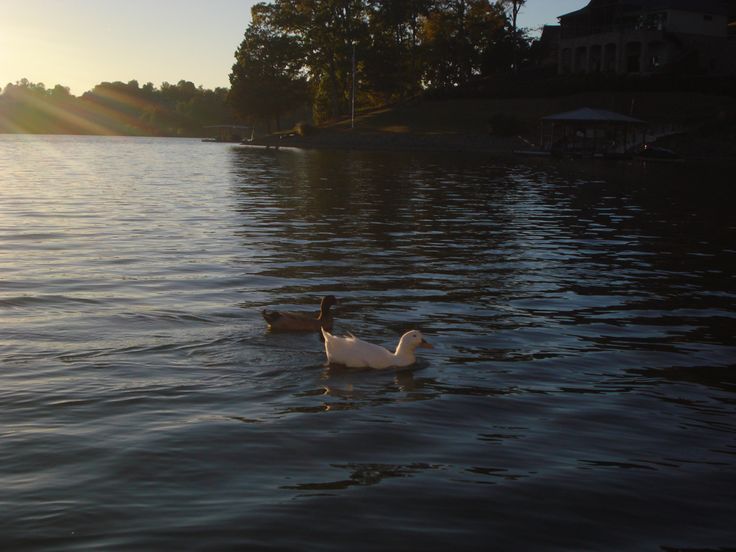 two ducks are swimming in the water at sunset or sunrise, with trees and houses in the background