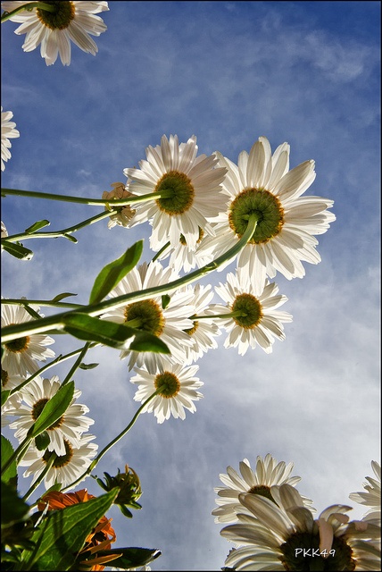 white daisies against a blue sky with clouds in the backgrounnd, taken from below