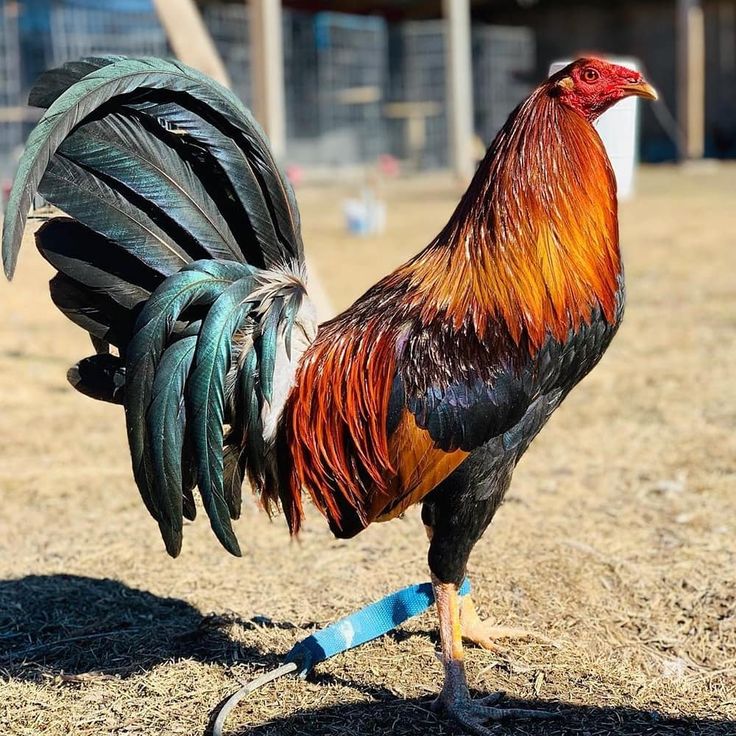 a rooster standing on top of a dry grass field