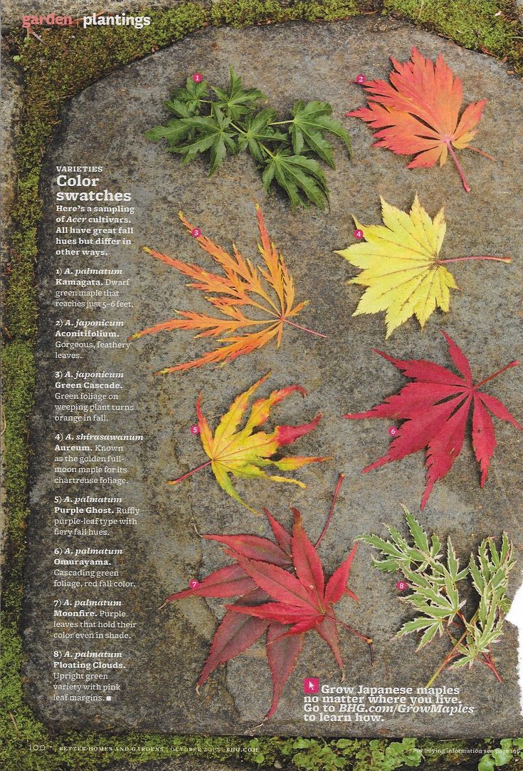 an article about autumn leaves is shown in the magazine's front page on display