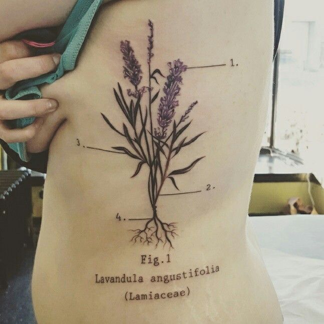 a woman's stomach with a plant on it and the words lavender written below