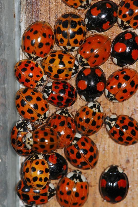 many different types of ladybugs on a wooden surface