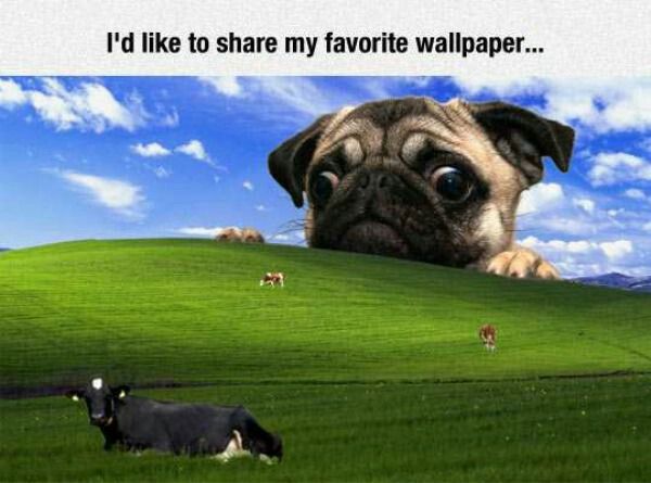 a pug dog looking over the top of a green hill with cows grazing on it