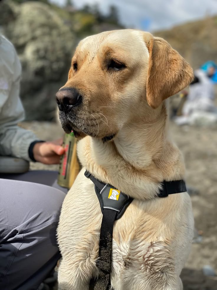 a dog wearing a harness sitting on the ground with people in the background looking at something