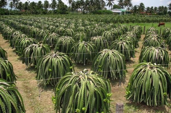 a large field full of green plants with trees in the background