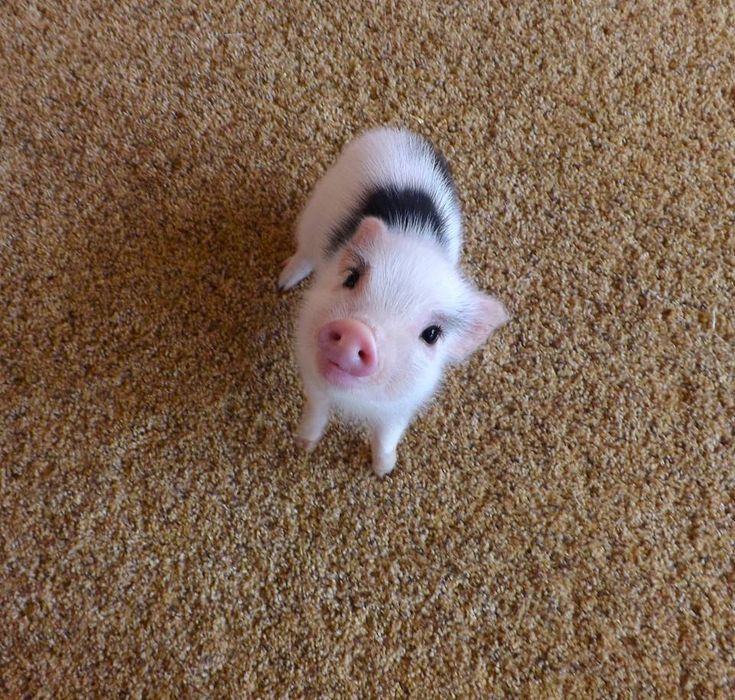 a small pig standing on top of a brown carpet