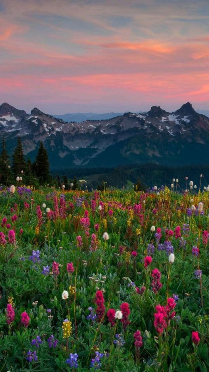 a field full of wildflowers with mountains in the background at sunset or dawn