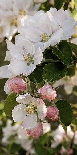 white and pink flowers are blooming on the tree