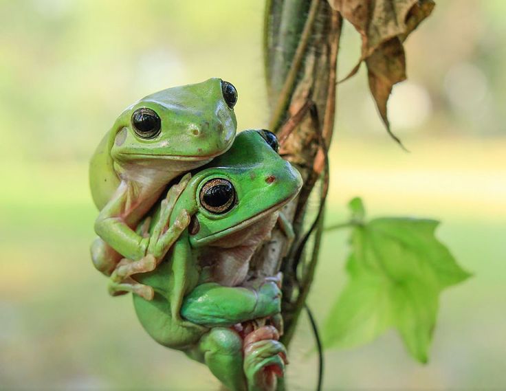 two green frogs sitting on top of each other in front of a leafy tree