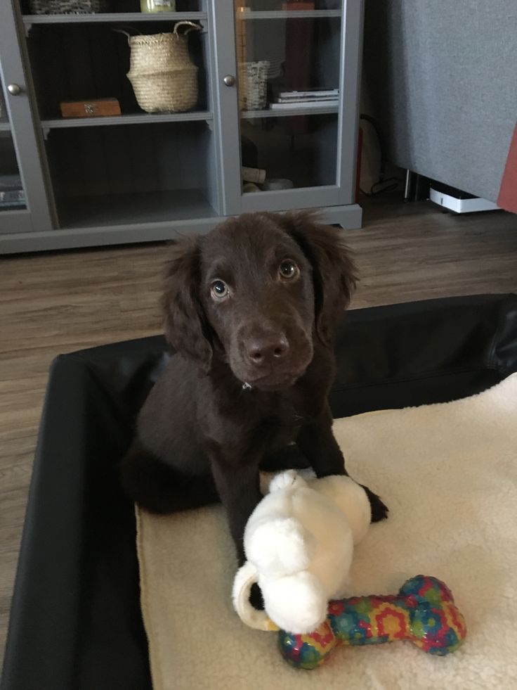 a brown dog sitting on top of a bed next to a stuffed animal