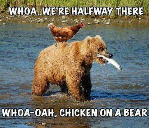 there is a bear and chicken in the water