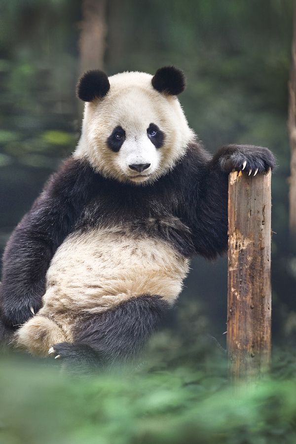 a panda bear leaning on a wooden post