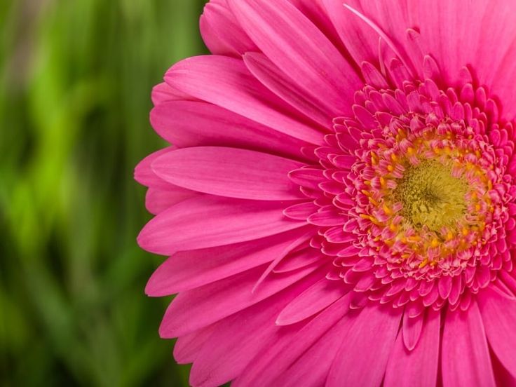 a pink flower with yellow center surrounded by green grass