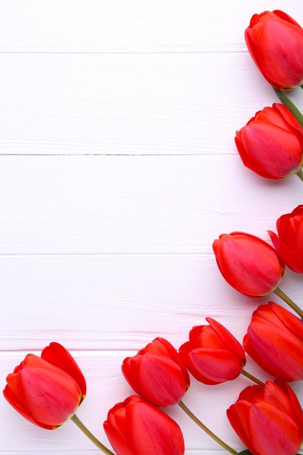 red tulips are arranged in the shape of a heart on a white background