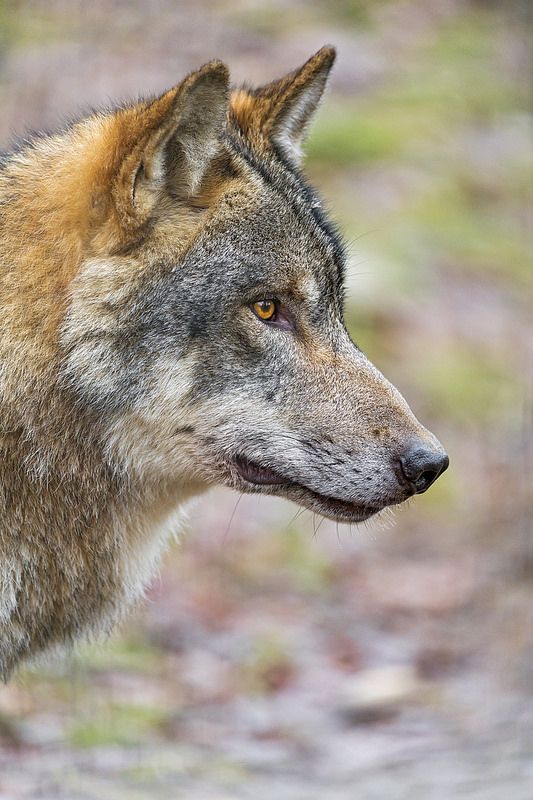 a close up of a wolf's face with grass in the back ground behind it