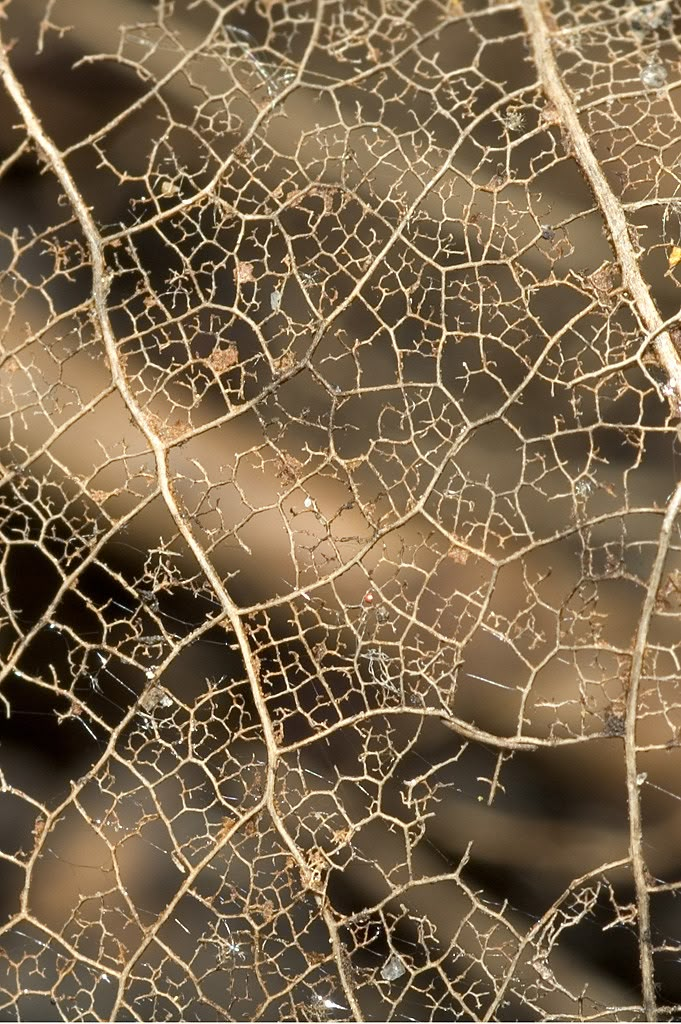 the underside of a dried leaf with water droplets on it's leaveshots