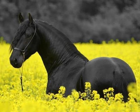 a black horse standing in a field of yellow flowers